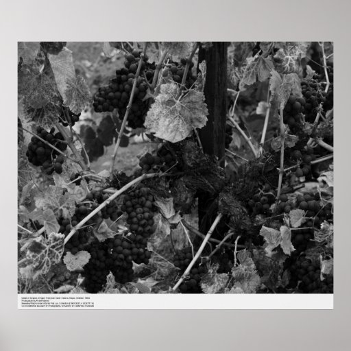 Detail of Grapes, Draper Vineyard, Napa, 1966 Poster