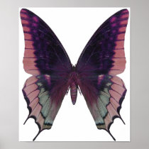 Detailed Butterfly Pink Posters