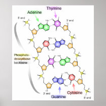 Detailed Diagram of the Chemical structure of DNA