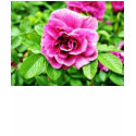 Detailed Image Of Rose Flower 3 t-shirts