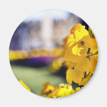 Detailed Picture Of A Yellow Flower With The Town Magnets