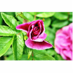 Detailed Picture Of Rose Flower photo sculptures