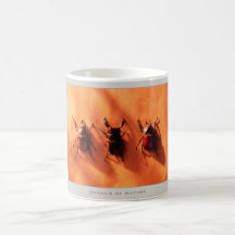 Details of Nature: Bugs - Mug