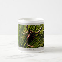 Details of Nature: Scorpion - Mug