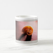 Details of Nature: Shell - Mug