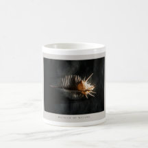 Details of Nature: Shells - Mug