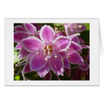 Deutzia cards