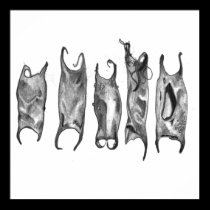 devil purses posters
