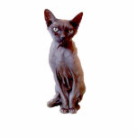 Devon Rex Cat Cut Out