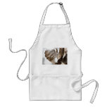 devoted four aprons