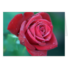 Dew covered rose note cards