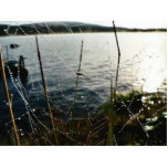 Dew Covered Spider Web Above Water Acrylic Cut Outs