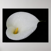 Dew drop White Arum Lily Poster