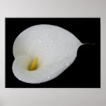 Dew drop white arum lily Poster