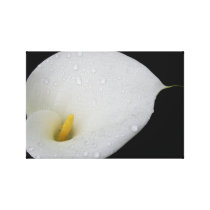 Dew Drop White Arum Lily Wrapped Canvas Stretched Canvas Print