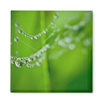 Dew Drops Magnet