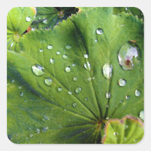 Dew Drops On A Leaf Stickers