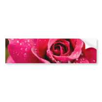 Dew Drops on Rose Bumper Stickers