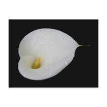 Dew drops on White Lily Postcard