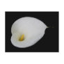 Dew drops on White Lily Postcard