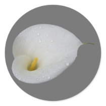Dew drops on White Lily Stickers