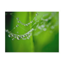 Dew Drops Postcard