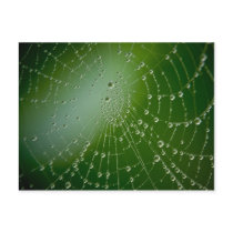 Dew Drops Postcard