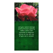 Dew Kissed Rose