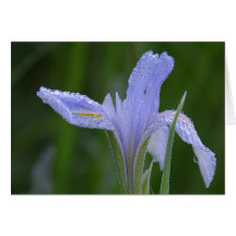 dew on flower note card