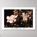 Dew on Rose  posters