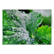 Dew Water Droplets Drops Cards