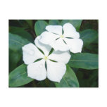 Dewdrops on White postcards