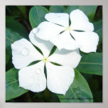 Dewdrops on White posters