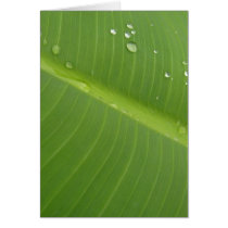 Dewey Banana Leaf 1 Cards