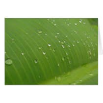 Dewey Banana Leaf 3 Greeting Card