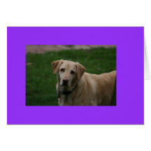 Dewey Dog Greeting Cards