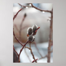 Dewy Catkin Posters