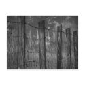 Dewy Webs on Barbed Wire Postcard
