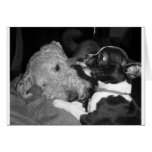 Dexter's Boston Terrier attitude Greeting Cards