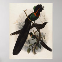 DG Elliot - Astrapia nigra Print