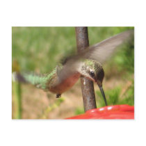 DG- Hummer postcard
