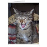 Diablo Kitty cards