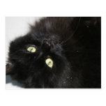 Diabola The Devil's Cat Postcard
