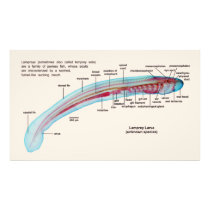 Diagram of a Sea Lamprey Species Larva Photographic Print