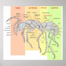 Diagram of a Worker Ant Pachycondyla Verenae Print