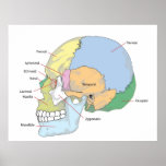 Diagram of Adult Human Skull posters