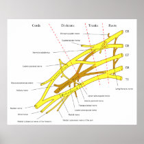 Diagram of Brachial Plexus Nerve Fibre Network