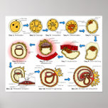 Diagram of Human Embryogenesis Reproductive System posters