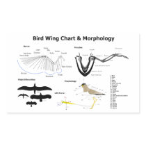 Diagram of the Anatomy of Bird Wings Rectangle Sticker