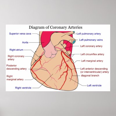 Diagram Artery